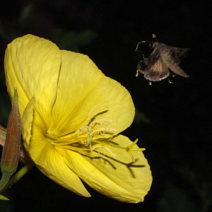 Autographa gamma d.jpg