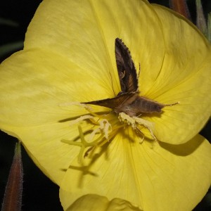 Autographa gamma b.jpg