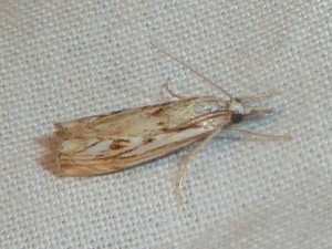 possible Agriphila tolli 2976 Lissieu 24 07 2015 305.JPG