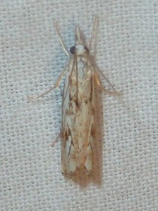 possible Agriphila tolli 2976 Lissieu 24 07 2015 306.JPG