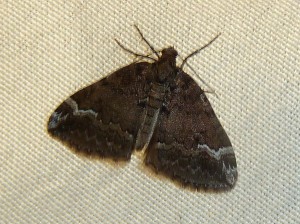 Perizoma lugdunaria 421 Lissieu 24 07 2015 094.JPG