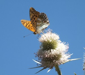 Argynnis paphia c.jpg