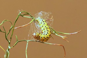 Depressaria radiella-03123 GA_DxO.jpg