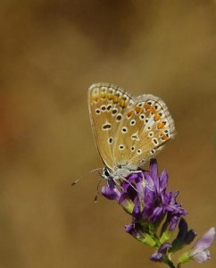 Polyommatus icarusROTH4164 - Copie.JPG