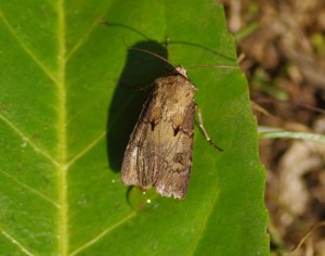 Agrotis exclamationis)ROTH4862 - Copie - Copie - Copie.JPG