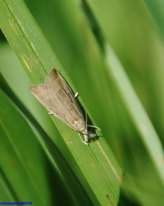 Calamotropha paludella-ROTH3119 - Copie.jpg