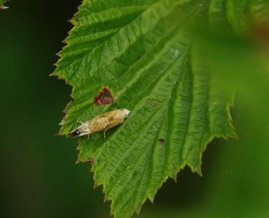 Eucosma contterminana-ROTH3923 - Copie.JPG