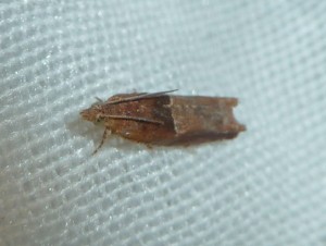 Crocidosema plebejana 2236 Lissieu 28 08 2015 015.JPG