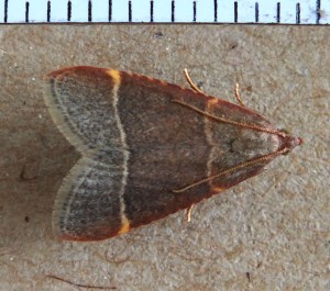 Orthopygia glaucinalis a.jpg