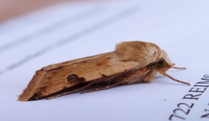 Heliothis peltigera b.jpg