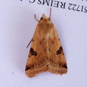 Heliothis peltigera a.jpg