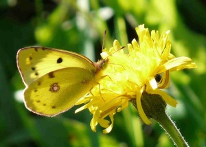 Colias sp. - Florac - 48 - Septembre 2015.jpg