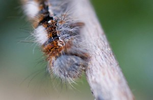 Lasiocampa quercus tête-ppc-2550.jpg