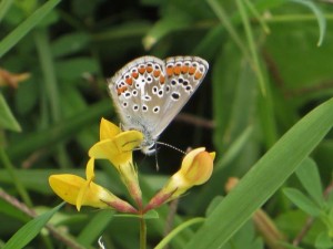 SEPTEMBRE 2015 (84) Collier de corail (femelle).jpg