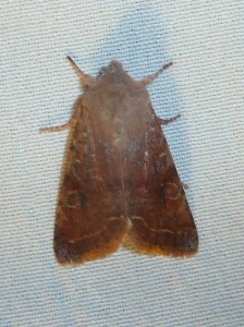 Conistra incerta 1452 Lissieu 21 02 2016 007.JPG