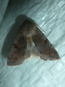 possible Cerastis rubricosa 1540 Lissieu 27 02 2016 018.JPG