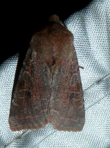 Orthosia incerta 1452 Lissieu 10 03 2016 035.JPG