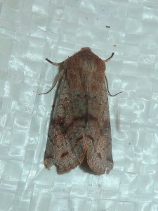 Orthosia incerta 1452 Lissieu 10 03 2016 017.JPG