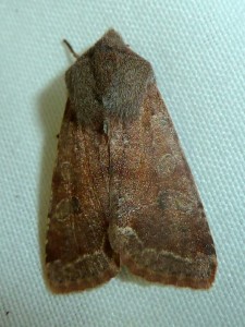 Orthosia incerta 1452 Lissieu 10 03 2016 002.JPG