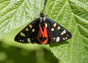 papillon noir rouge.jpg