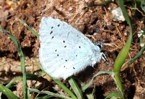 Celastrina argiolus.jpg