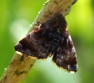 Panemeria tenebrata.jpg