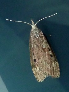 Dichomeris juniperella 1796 Lissieu 10 05 2016 001-002.JPG