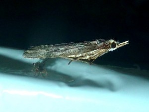 Dichomeris juniperella 1796 Lissieu 10 05 2016 009-002.JPG