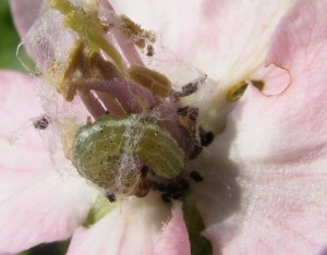 chenille dans fleur cognassier 2016_0511mdb0003.jpg