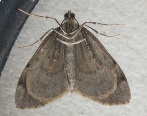 Thera variata b.jpg