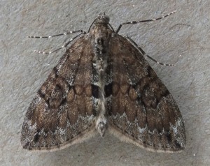 Thera variata a.jpg