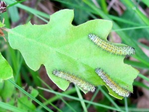 larves2 chêne possible Polyploca ridens mais la tête noir pas rousse  MontNarcel 17 05 2016 082.JPG