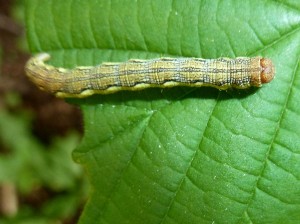 larve1 Erannis defoliaria 605 Lissieu 18 05 2016 P1440223.JPG