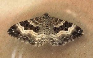 Epirrhoe alternata a.jpg