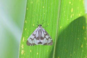 IMG_0813.JPG