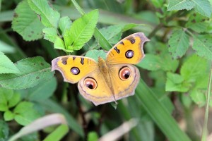IMG_0814.JPG