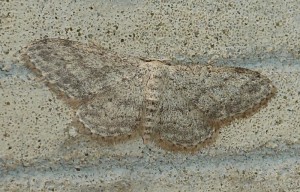 P1400828-redim800.JPG