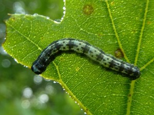 possible larve Agriopis leucophaearia 606 MontNarcel2 24 05 2016 033.JPG