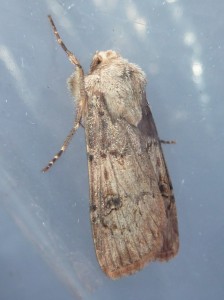 possible Agrotis cinerea 1559 MontVerdun1 26 05 2016 P1440519.JPG