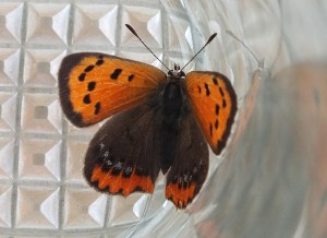 Lycaena phlaeas b.jpg