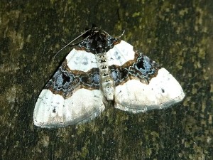 Epirrhoe alternata 289  Lissieu 01 06 2016 016-001.JPG