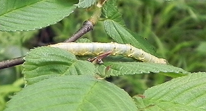 chenille2.jpg