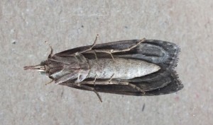 Aphomia sociella c.jpg