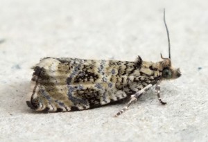 Celypha lacunana b.jpg