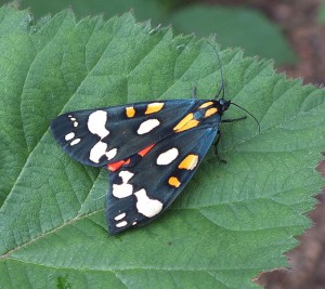 Callimorpha dominula a.jpg