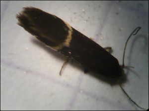 ph 002.jpg