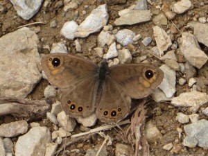 IMG_2298.jpg