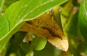 Geometridae - Camptogramma bilineata - 28-06-2016-redim600.JPG