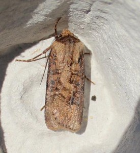 agrotis.jpg