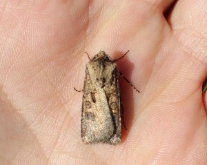 agrotis1.jpg